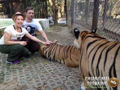 Tiger Kingdom, Orchid & Butterfly Farm | Chiang Mai Trekking | Das beste Trekking in Chiang Mai mit Piroon Nantaya